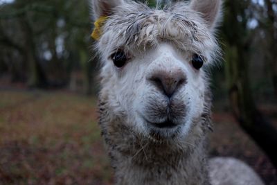 Close-up portrait of llama
