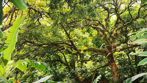 Low angle view of trees in forest