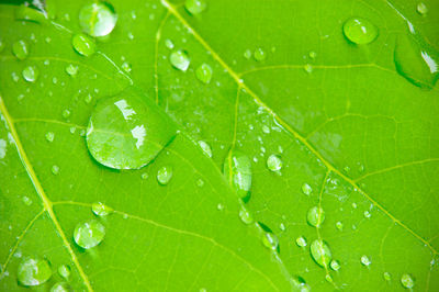 Macro shot of wet leaf