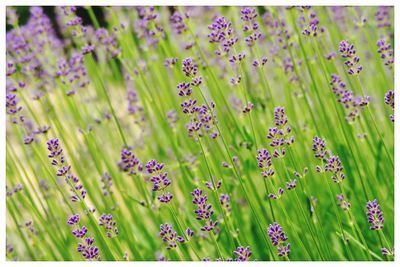 Close-up of purple flowering plants on field