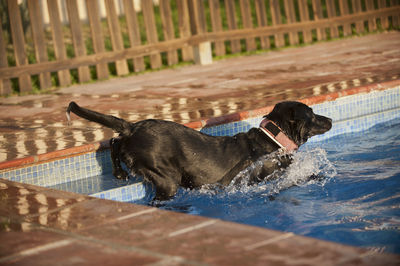 Dog looking at swimming pool