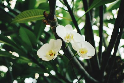 Close-up of white flowering plant