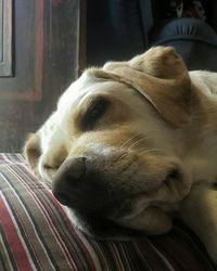 Close-up of dog sleeping