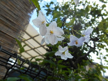 Low angle view of flowers blooming on tree