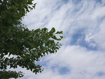 Low angle view of flowering plant against cloudy sky