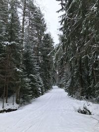 Snow covered trees in forest against sky