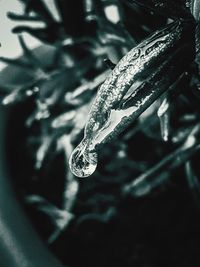 Close-up of frozen plant