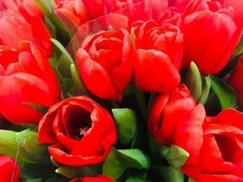 Full frame shot of red tulips