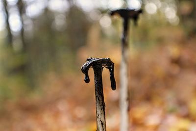 Close-up of rusty metal on field