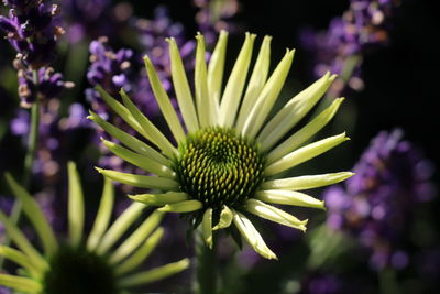 Close-up of purple flowering plant