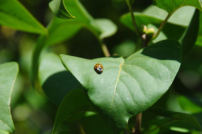 Close-up of ladybug on leaf