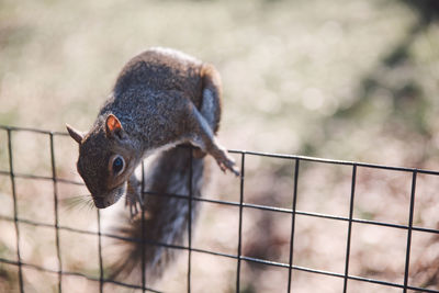 Squirrel on fence