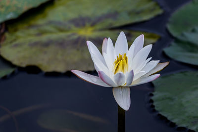 Close-up of lotus water lily in pond