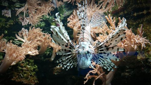 Close-up of coral in sea