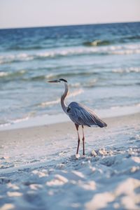 High angle view of gray heron on beach against sky during sunset