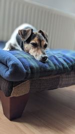 Dog sleeping on floor at home