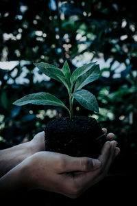 Close-up of hand holding small plant