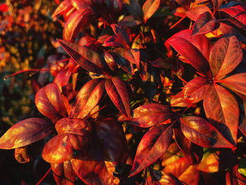 Full frame shot of orange leaves