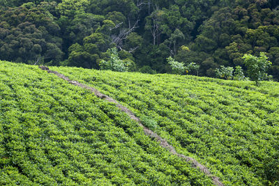 Tea plantation near the forest of sri lanka