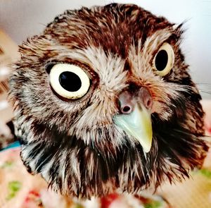 Close-up portrait of owl