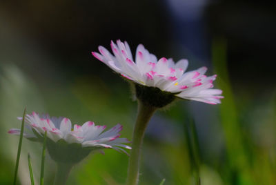 Close-up of pink flower