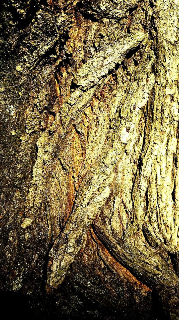 textured, rough, full frame, backgrounds, weathered, old, close-up, high angle view, pattern, tree, no people, outdoors, day, wall - building feature, nature, deterioration, damaged, tree trunk, detail, built structure