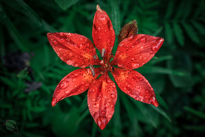 Close-up of red flower with water drops on leaf