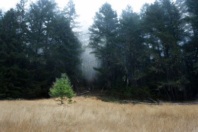 Trees in forest