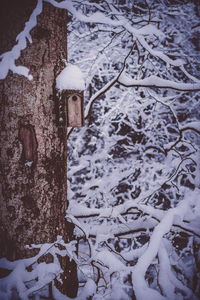 Close-up of snow on tree