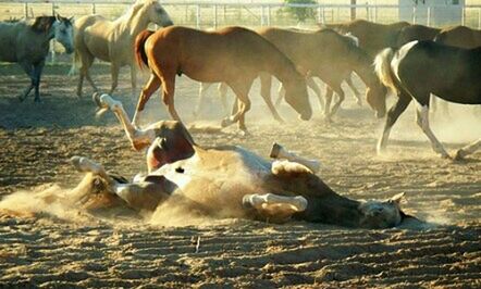 Horses grazing on field