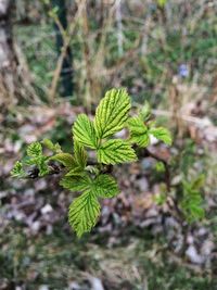 Close-up of plant growing in forest