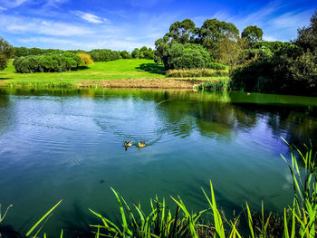 Ducks swimming in lake against sky