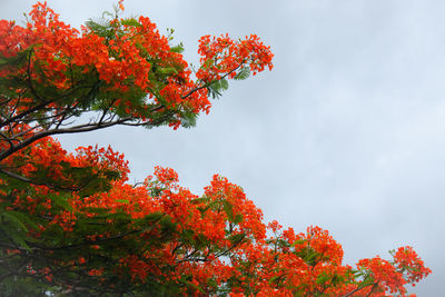 Low angle view of red flowering plant against sky