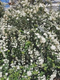 Close-up of white flowering plant in park