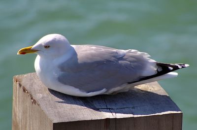 Seagull sitting down