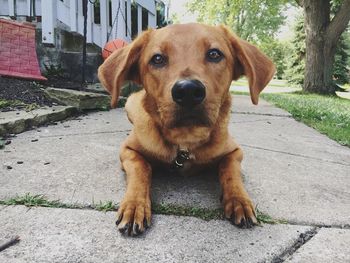 Portrait of dog sitting on sidewalk