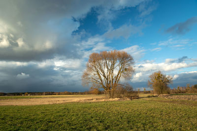 Trees without leaves growing in the meadow and fantastic clouds