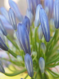 Close-up of purple flowering plant