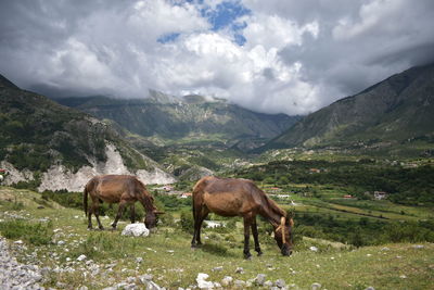 Two horses grazing in a valley
