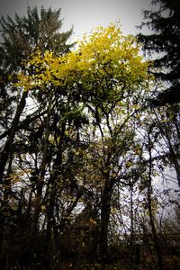 Low angle view of trees against sky