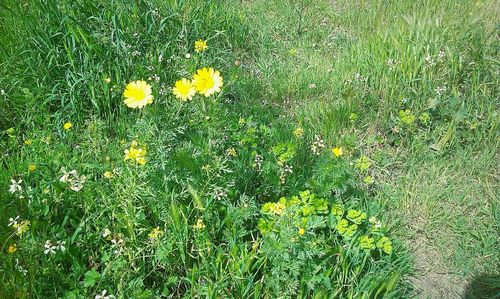 Yellow flowers growing on field