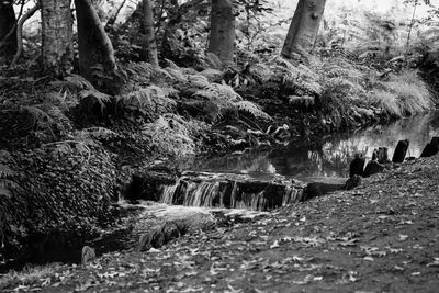 Scenic view of waterfall in forest