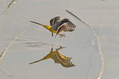 Bird flying over lake