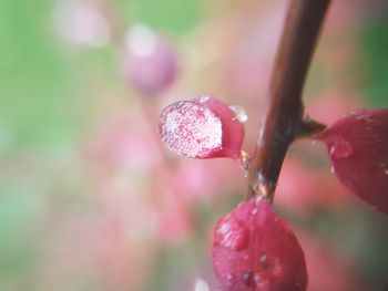 Close-up of raindrops on pink flower