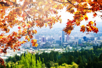 Trees and plants in city during autumn