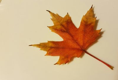 Close-up of maple leaf against orange sky