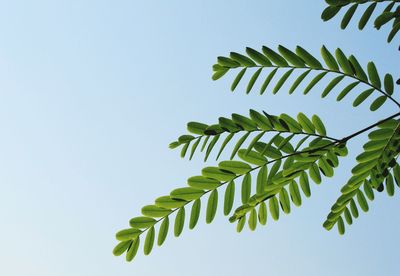 Low angle view of spiral leaves against clear sky