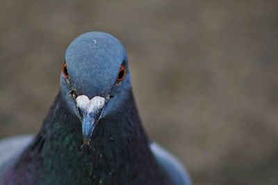 Close-up of pigeon