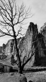 Bare tree on rock against sky