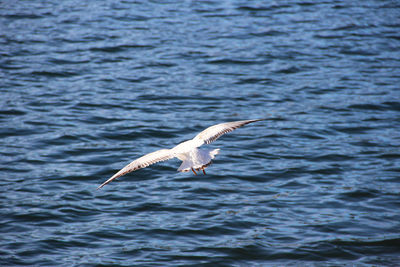 Seagull flying over sea